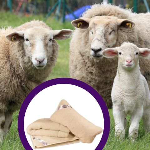 A gyapjú áldásos hatásai – Miért válassz gyapjú ágyneműt?